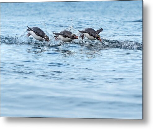 Penguin Metal Print featuring the photograph Zooooooommmmm... by Linda Villers