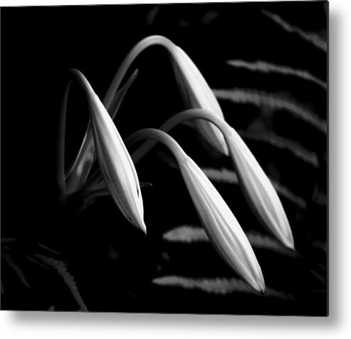 Lilies Metal Print featuring the photograph Lilies Of The Marsh b/w by Marvin Spates