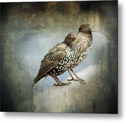 Starlings Metal Print featuring the photograph Curb Your Enthusiasm by Barbara White