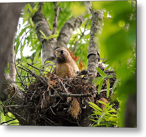 Red Shouldered Hawk Metal Print featuring the photograph Adult Red Shouldered Hawk by Jai Johnson