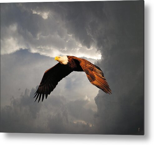 Bald Eagle Metal Print featuring the photograph Above the Storm by Jai Johnson