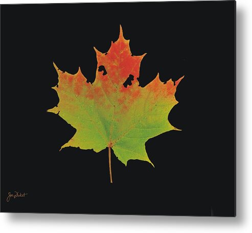 Autumn Metal Print featuring the photograph Autumn Maple Leaf 1 by Joe Duket