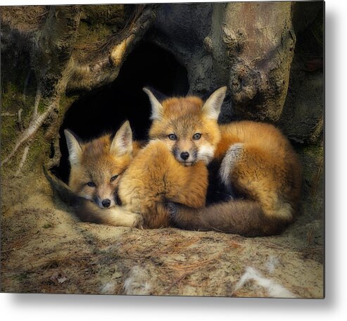 Red Fox Metal Print featuring the photograph Best Friends - Fox Kits at Rest by John Vose