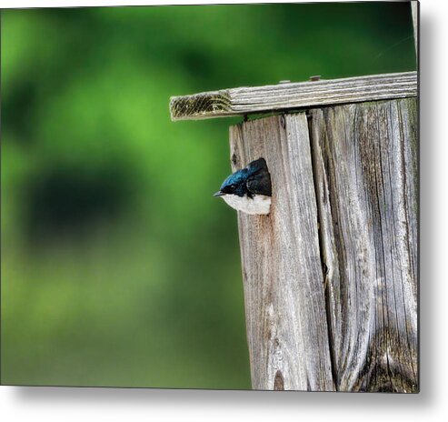 Bird Metal Print featuring the photograph Indecision by Jai Johnson