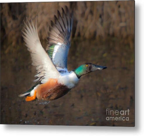 Male Metal Print featuring the photograph Male Northern Shoveler by Ronald Lutz