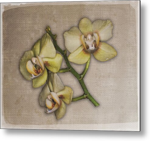 Orchids Metal Print featuring the photograph Orchids on Linen by Pam DeCamp