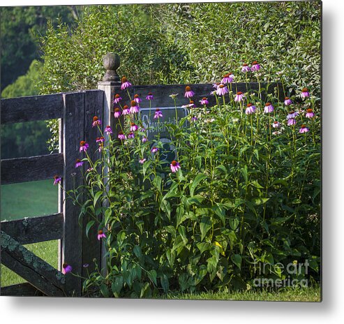 Eastern Purple Coneflower Metal Print featuring the photograph Purple Coneflower by Ronald Lutz