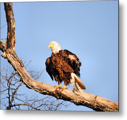 American Metal Print featuring the photograph Ruffled Feathers by Jai Johnson