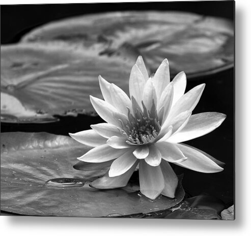 Beautiful Metal Print featuring the photograph Single Water Lily Blossom by Dawn Currie
