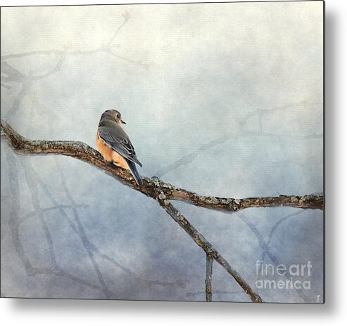Bird Metal Print featuring the photograph Solitude by Jai Johnson