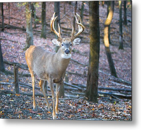 Big Game Metal Print featuring the photograph Whitetail Buck by Ronald Lutz