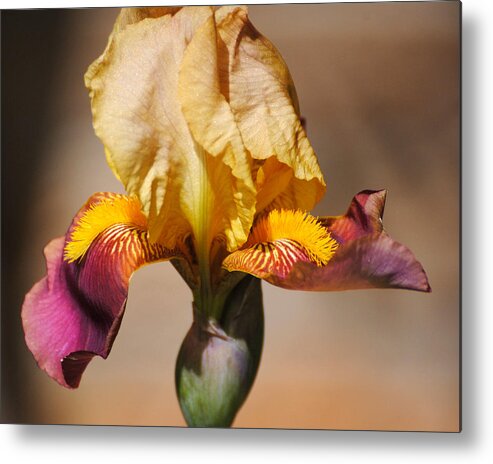 Beautiful Iris Metal Print featuring the photograph Purple and Yellow Iris by Jai Johnson
