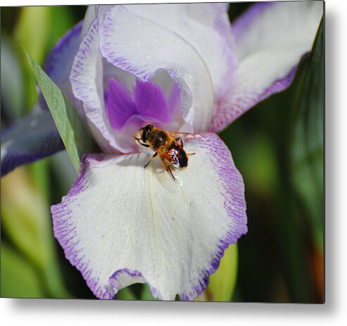 Beautiful Iris Metal Print featuring the photograph Bee on the Iris by Jai Johnson