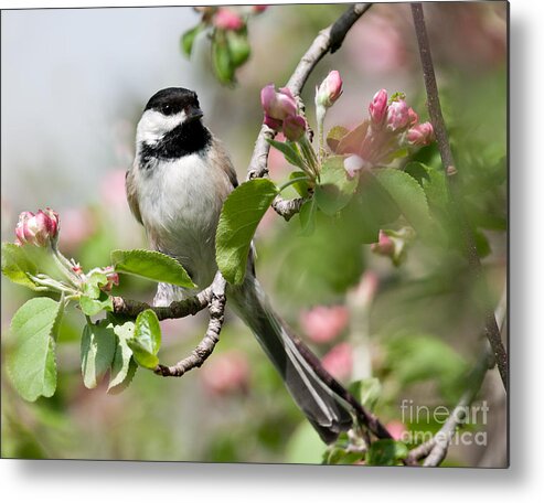 Jean Chang Metal Print featuring the photograph Black-Capped Chickadee in Apple Blossoms by Jean A Chang