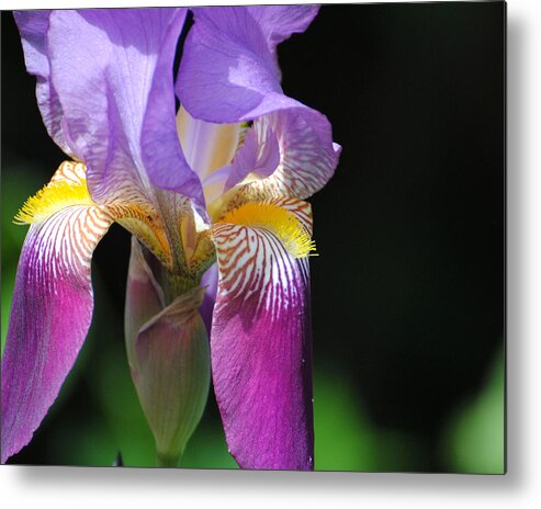 Beautiful Iris Metal Print featuring the photograph Brilliant Purple Iris Flower II by Jai Johnson