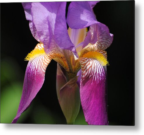 Beautiful Iris Metal Print featuring the photograph Brilliant Purple Iris Flower by Jai Johnson