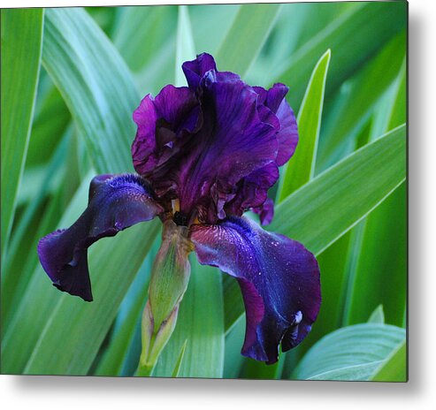 Beautiful Metal Print featuring the photograph Dark Purple Iris by Jai Johnson