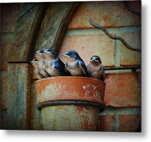 Avian Metal Print featuring the photograph Flowerpot Swallows by Jai Johnson