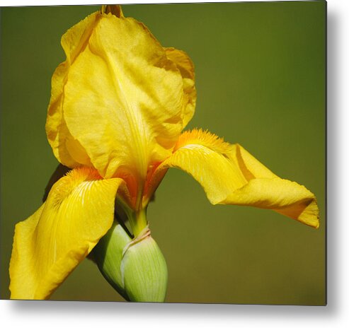 Beautiful Iris Metal Print featuring the photograph Golden Yellow Iris by Jai Johnson