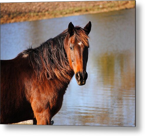 Afternoon Metal Print featuring the photograph Horse By The Water by Jai Johnson