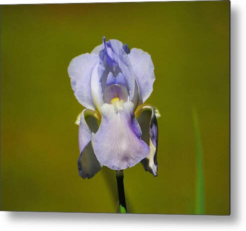 Beautiful Iris Metal Print featuring the photograph Lilac Blue Iris Flower II by Jai Johnson