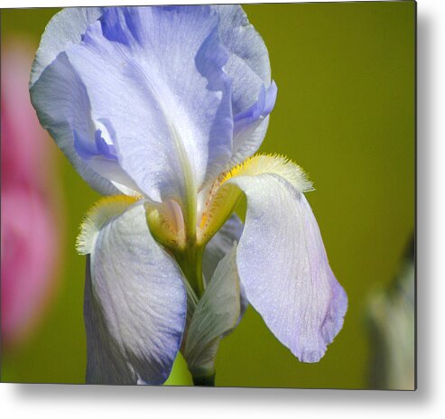 Beautiful Iris Metal Print featuring the photograph Lilac Blue Iris Flower III by Jai Johnson