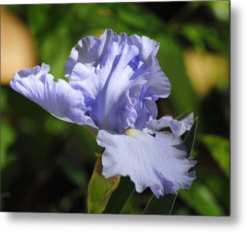 Beautiful Iris Metal Print featuring the photograph Lilac Blue Iris Flower by Jai Johnson