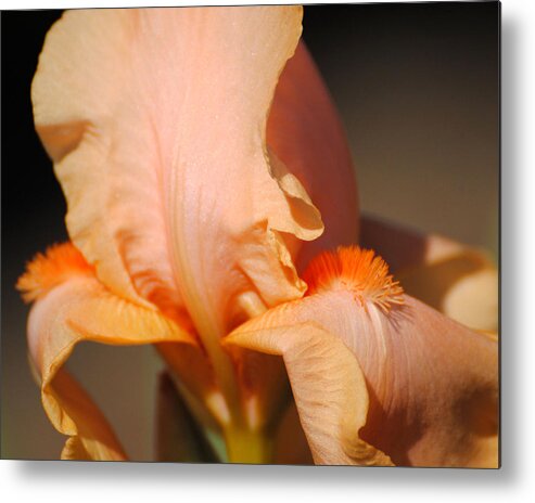 Beautiful Iris Metal Print featuring the photograph Peach Iris Flower III by Jai Johnson