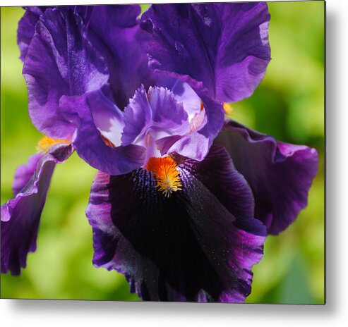 Beautiful Iris Metal Print featuring the photograph Purple and Orange Iris 3 by Jai Johnson
