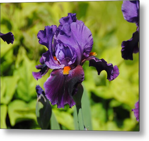 Beautiful Iris Metal Print featuring the photograph Purple and Orange Iris Flower by Jai Johnson