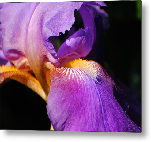 Beautiful Iris Metal Print featuring the photograph Purple and Yellow Iris Close Up II by Jai Johnson