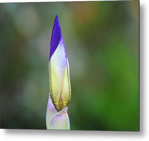 Beautiful Iris Metal Print featuring the photograph Purple and Yellow Iris Flower Bud by Jai Johnson