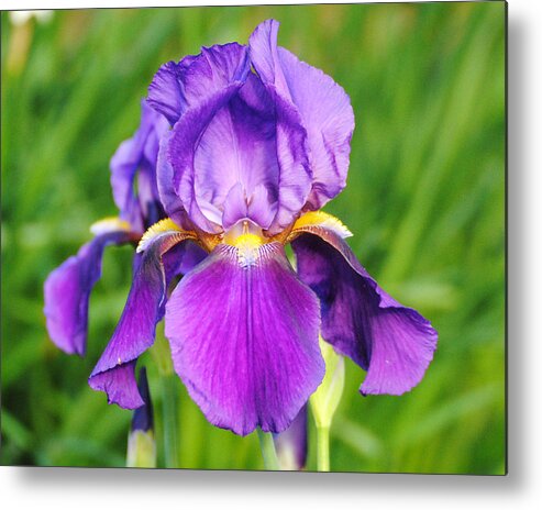 Beautiful Iris Metal Print featuring the photograph Purple and Yellow Iris Flower by Jai Johnson