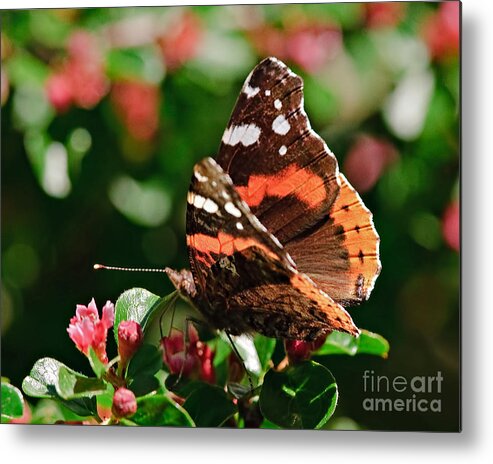 Butterfly Metal Print featuring the photograph Red Admiral Butterfly by Jean A Chang