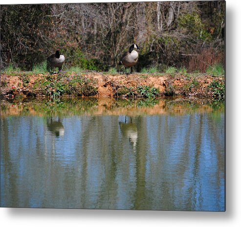 Goose Metal Print featuring the photograph Reflections by Jai Johnson