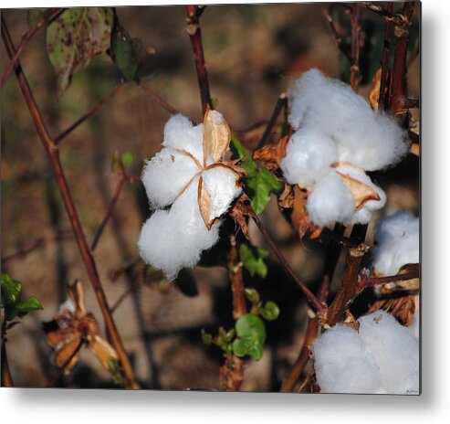 Brown Metal Print featuring the photograph Tennessee Cotton I by Jai Johnson