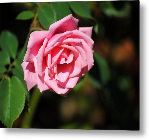 Autumn Metal Print featuring the photograph The Last Rose by Jai Johnson