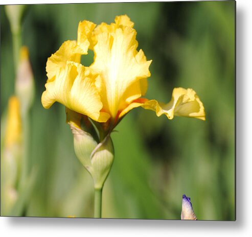 Beautiful Iris Metal Print featuring the photograph Yellow and White Iris by Jai Johnson