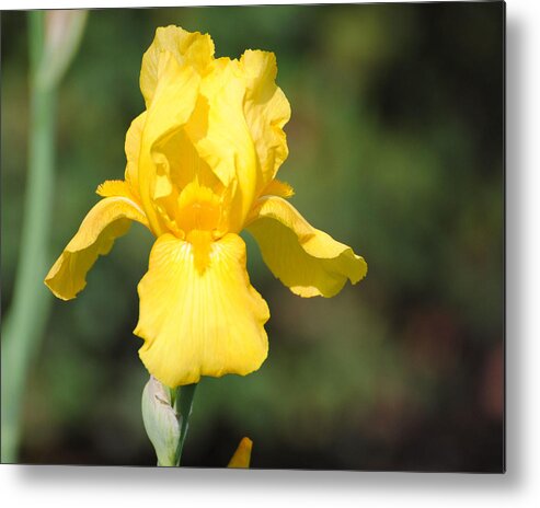 Flower Metal Print featuring the photograph Yellow Iris by Jai Johnson