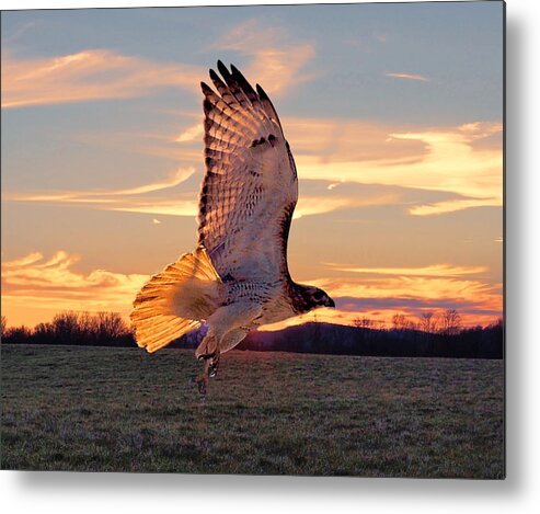  Red Tail Hawk Metal Print featuring the photograph A Sunset Flight by M Three Photos