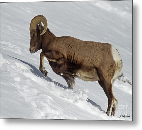 Sheep Metal Print featuring the photograph Big Horn Ram In Snow-Signed-#9793 by J L Woody Wooden