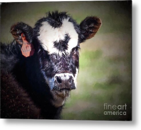 Photography Metal Print featuring the photograph Calf Number 444 by Laurinda Bowling