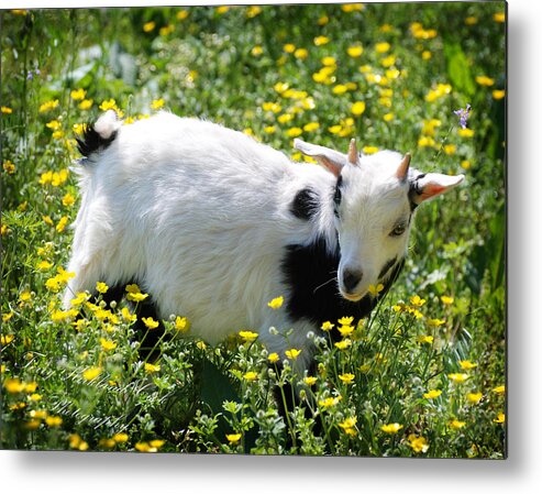 Animal Metal Print featuring the photograph Captain Crunch by Terry Kirkland Cook