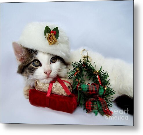 Christmas Metal Print featuring the photograph Christmas Kitten by Jai Johnson
