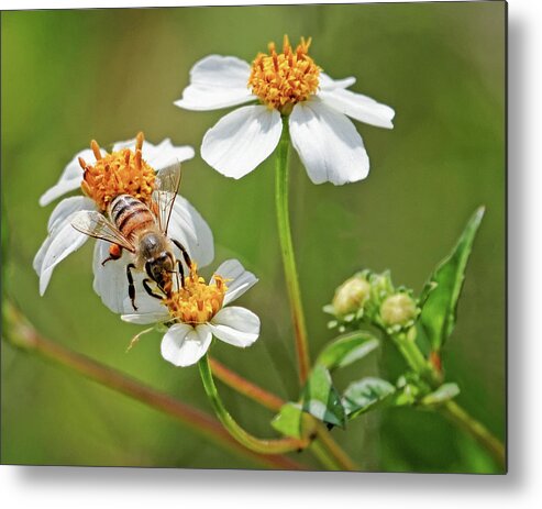 Art Metal Print featuring the photograph Collecting Pollen by Dawn Currie