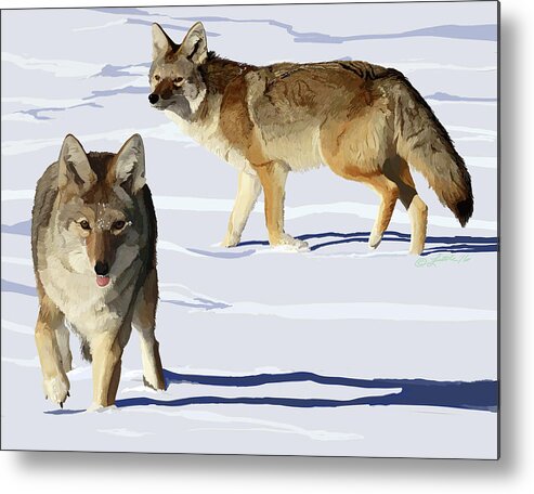 Animals Metal Print featuring the digital art Coyote Pair by Pam Little