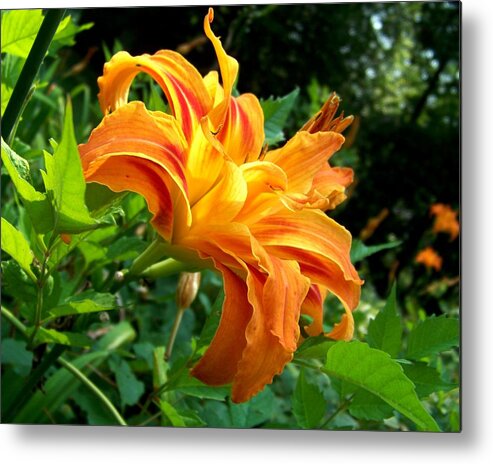 Flower Metal Print featuring the photograph Double Blossom Orange Lily by Jai Johnson