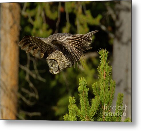 Owl Metal Print featuring the photograph Great Grey Owl In Flight-Signed-#4116 by J L Woody Wooden