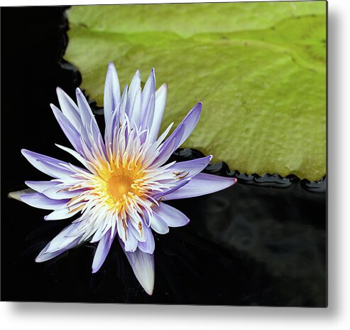 Dawn Currie Photography Metal Print featuring the photograph Hanging Out at My Pad by Dawn Currie