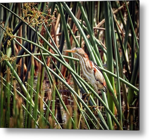Beauty Metal Print featuring the photograph In My Element by Dawn Currie